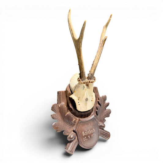 Vintage Black Forest Mounted Roe Antlers from Austria