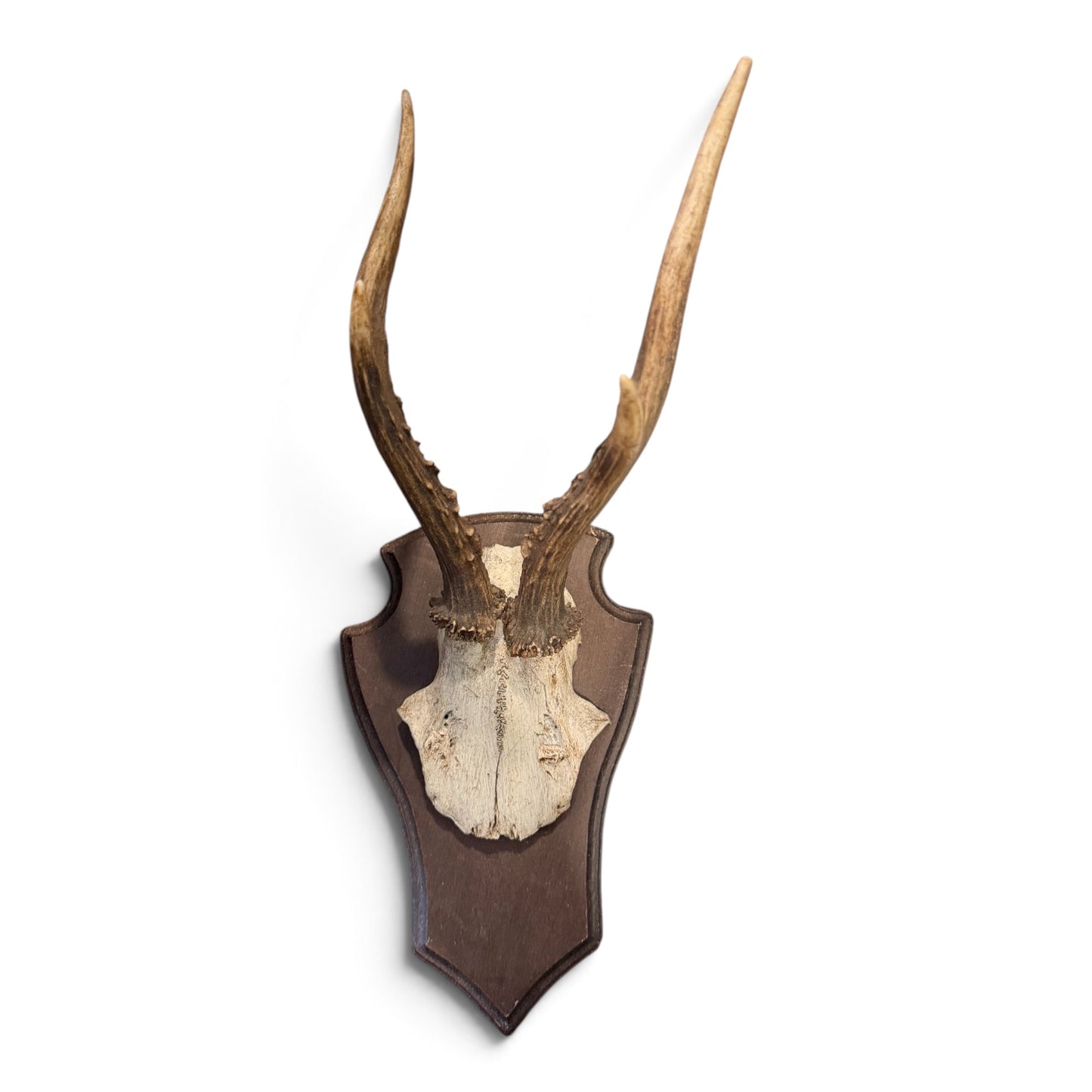 Antique Mounted Roe Antlers from Austria