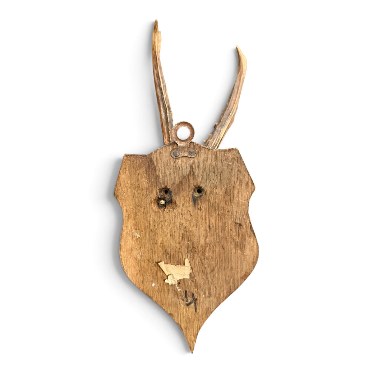 Antique Austrian Roe Deer Antler Trophy Mount on Carved Wood Shield