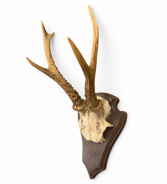 Antique Mounted Roe Antlers from Austria
