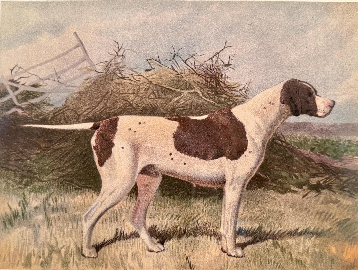 c. 1890 Original Antique Chromolithograph from Cassell's Illustrated Book of the Dog - English Pointer "Wagg"