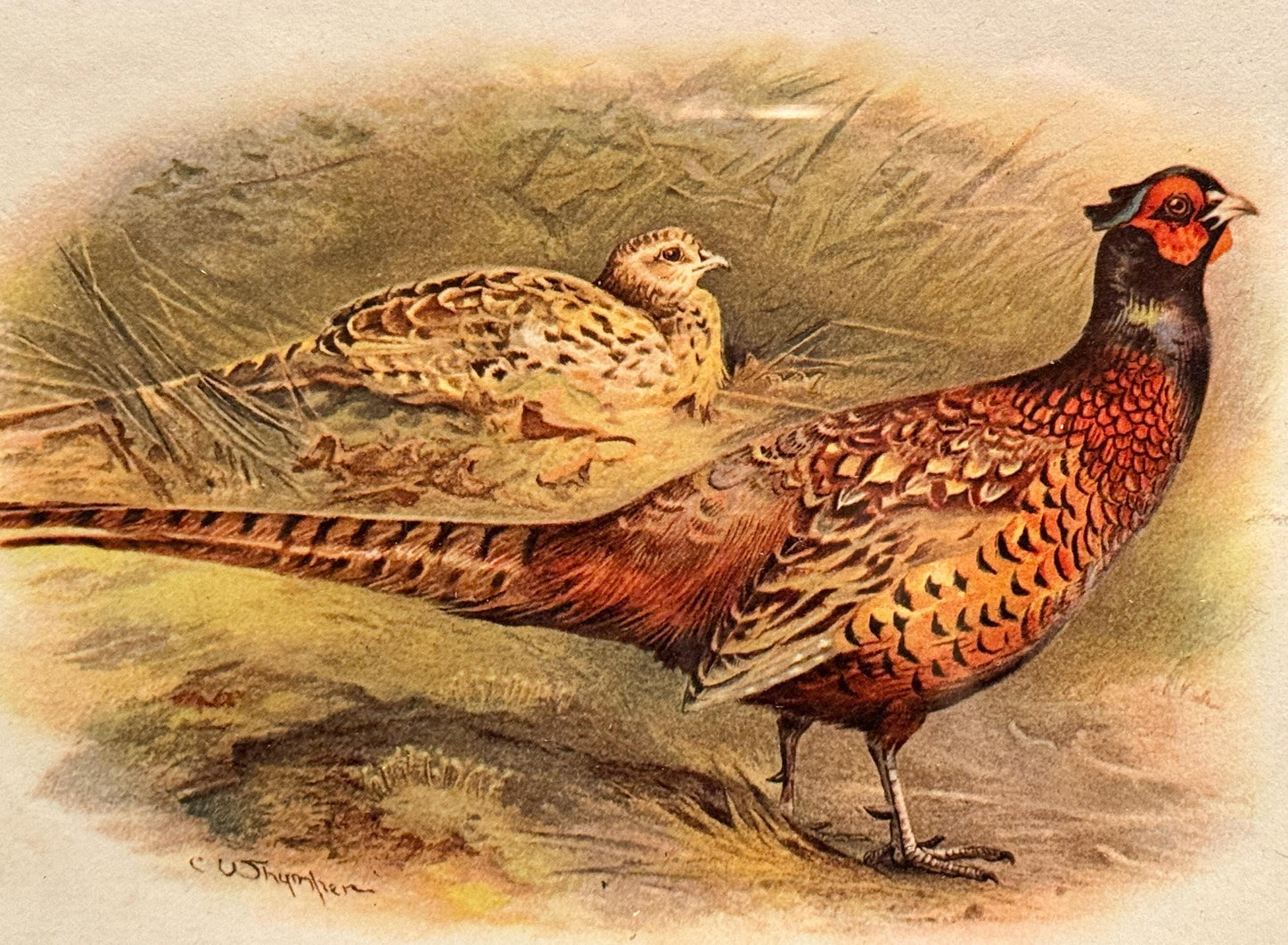 Antique English Pheasant Game Bird Prints
