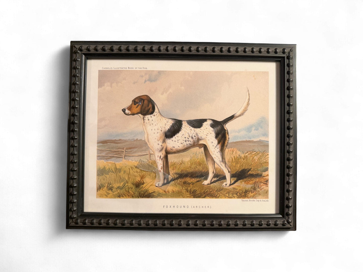 1890s Framed Chromolithograph: Fox Hound Antique Dog Print