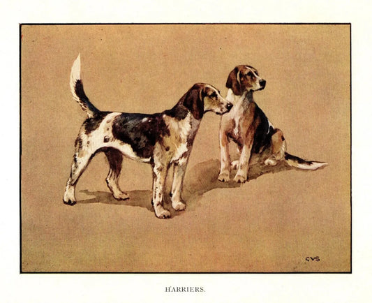 Antique Harriers Print by Vernon Stokes, c. 1920