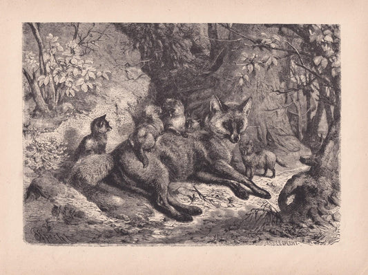 Antique 1878 Fox & Cubs Original Engraving