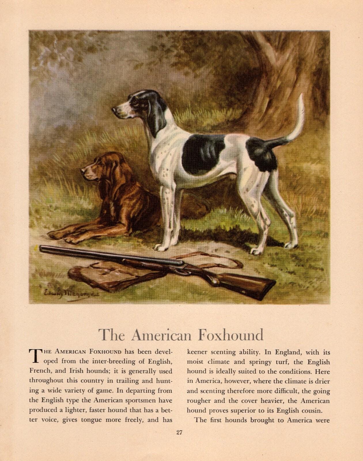 Antique Sporting Dog Print - The American Foxhound - by Edwin Megargee (1942)
