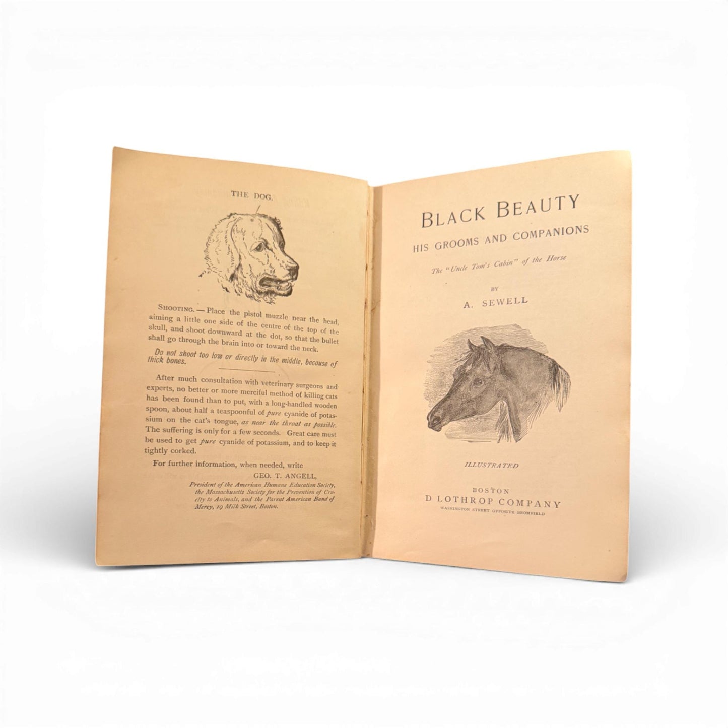 c.1890 First Edition Black Beauty by Anna Sewell - Illustrated - Published by D. Lothrop Company