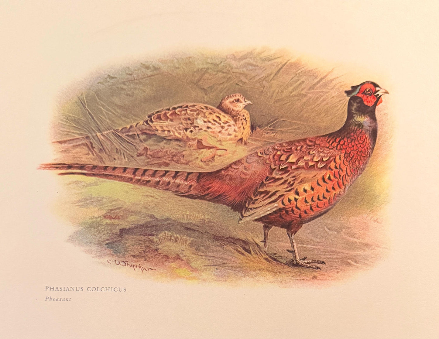 Antique English Pheasant Game Bird Prints