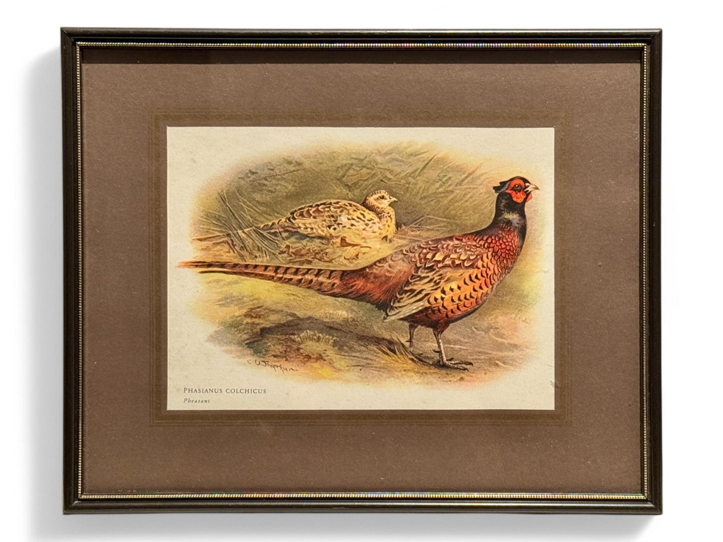 Antique English Pheasant Game Bird Prints