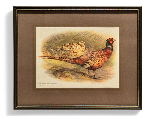 Antique English Pheasant Game Bird Prints