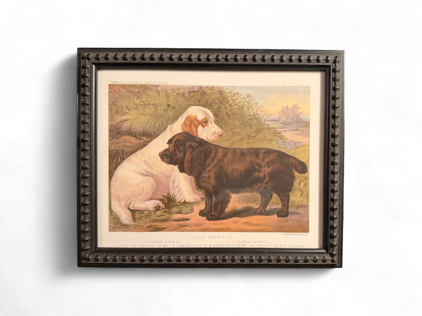 1890s Framed Chromolithograph: Field Clumber Spaniels Antique Dog Print