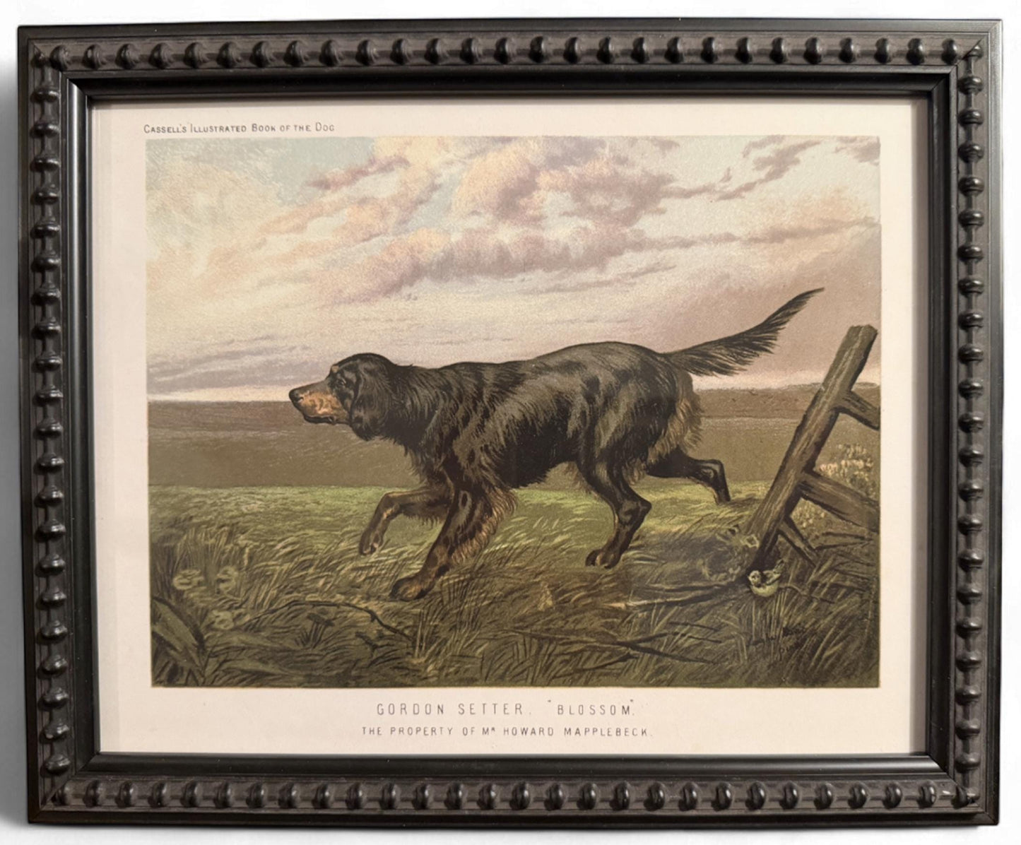 1890s Framed Chromolithograph: Gordon Setter Antique Dog Print