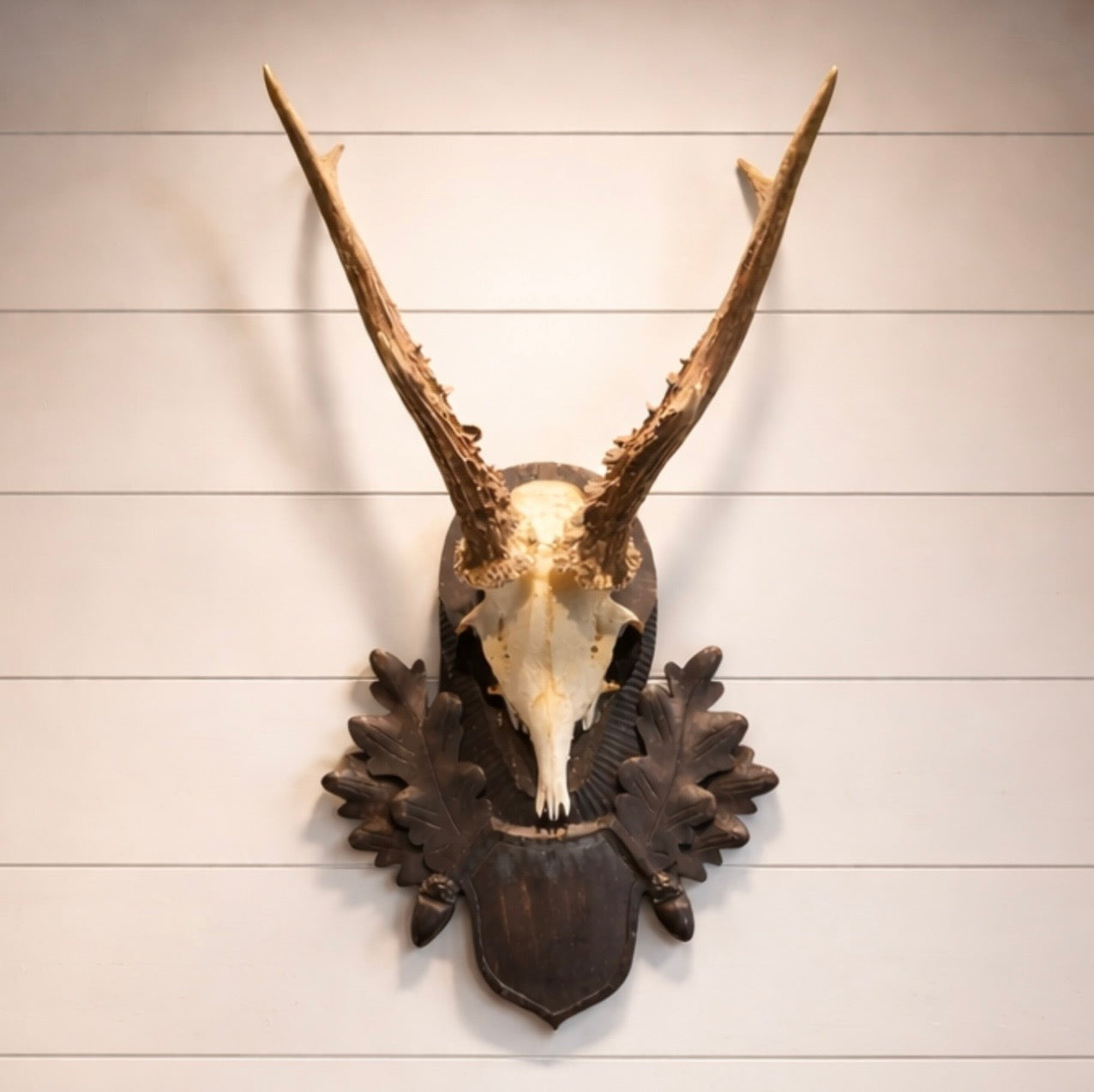 Decorative wall mount with an animal skull and antlers on a wooden panel background
