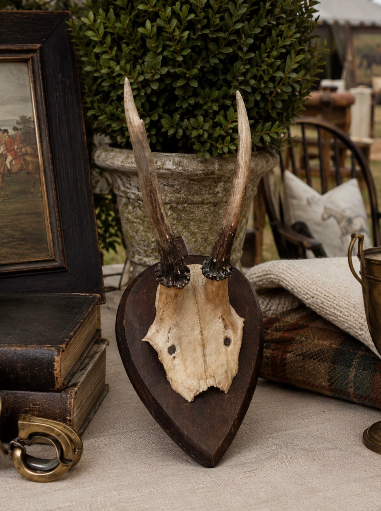A rustic taxidermy antler mount on a dark wooden plaque, styled on a table with vintage books, a potted plant, and a plaid blanket.