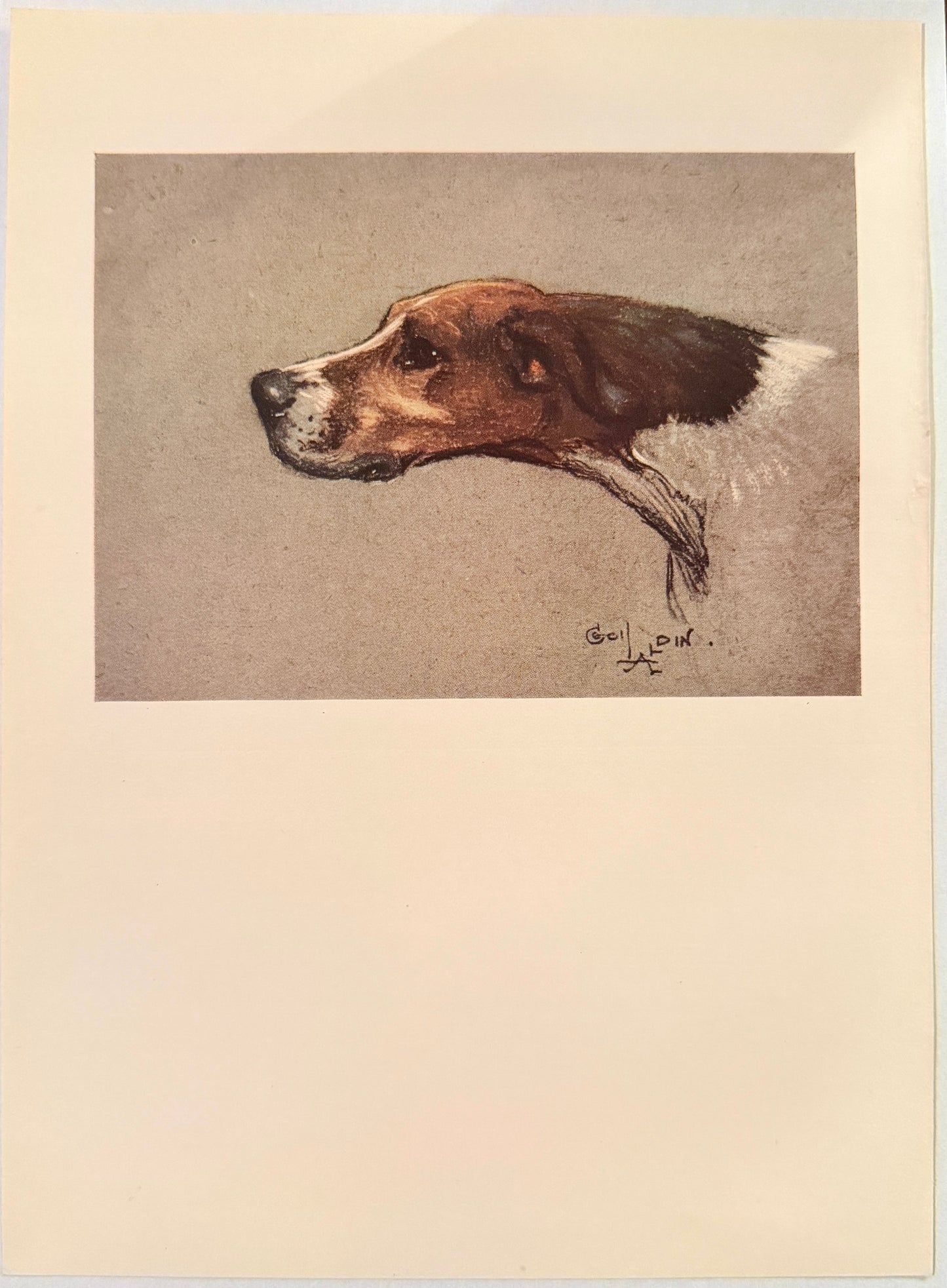 Antique Cecil Aldin Foxhound Print – 1930 Sporting Dog Illustration