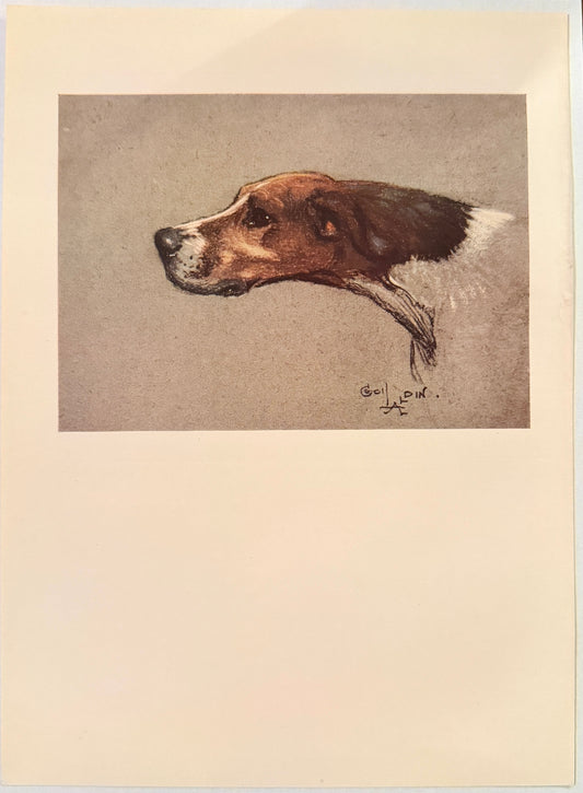Antique Cecil Aldin Foxhound Print – 1930 Sporting Dog Illustration