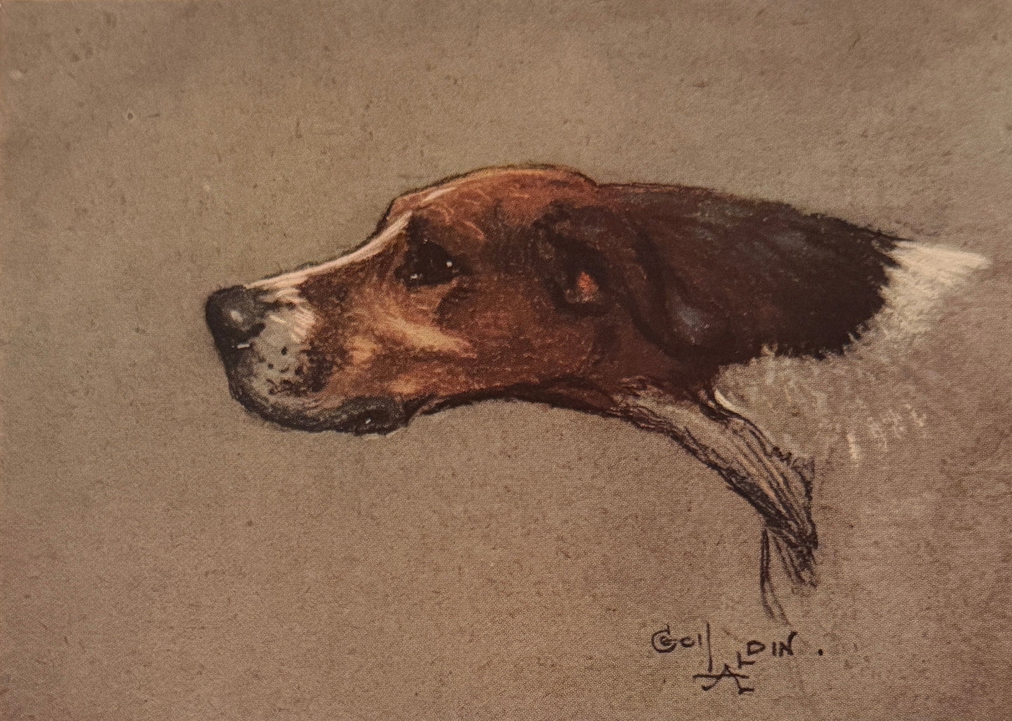 Antique Cecil Aldin Foxhound Print – 1930 Sporting Dog Illustration
