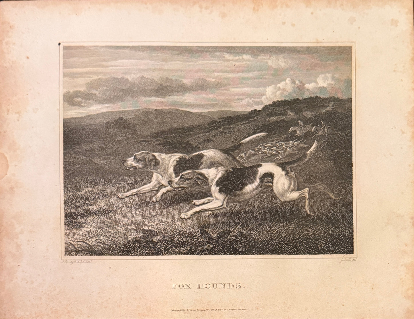 Rare Antique Foxhound Engraving by Philip Reinagle, c.1804