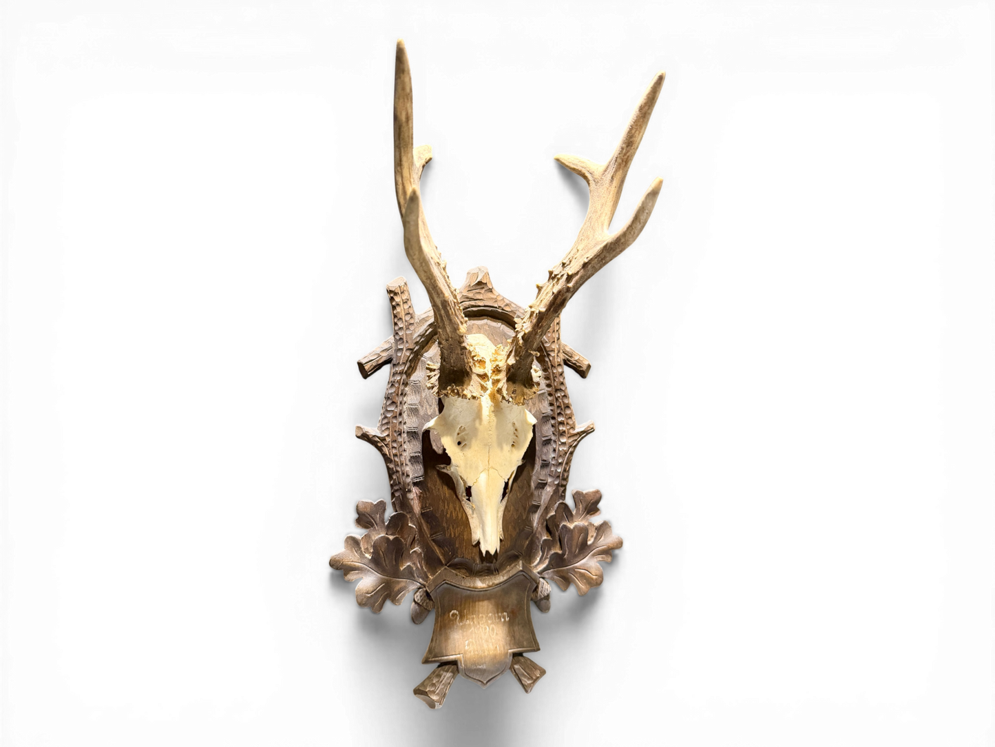 Austrian Black Forest Roe Buck Antlers Mount