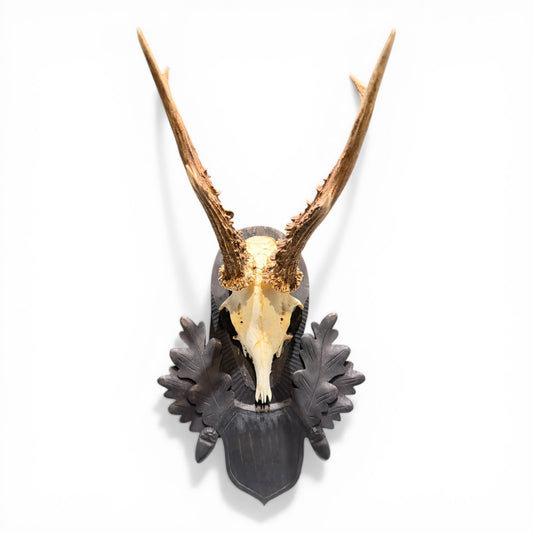 Antique Austrian Black Forest Roe Deer Antler Mount on Carved Oak Plaque