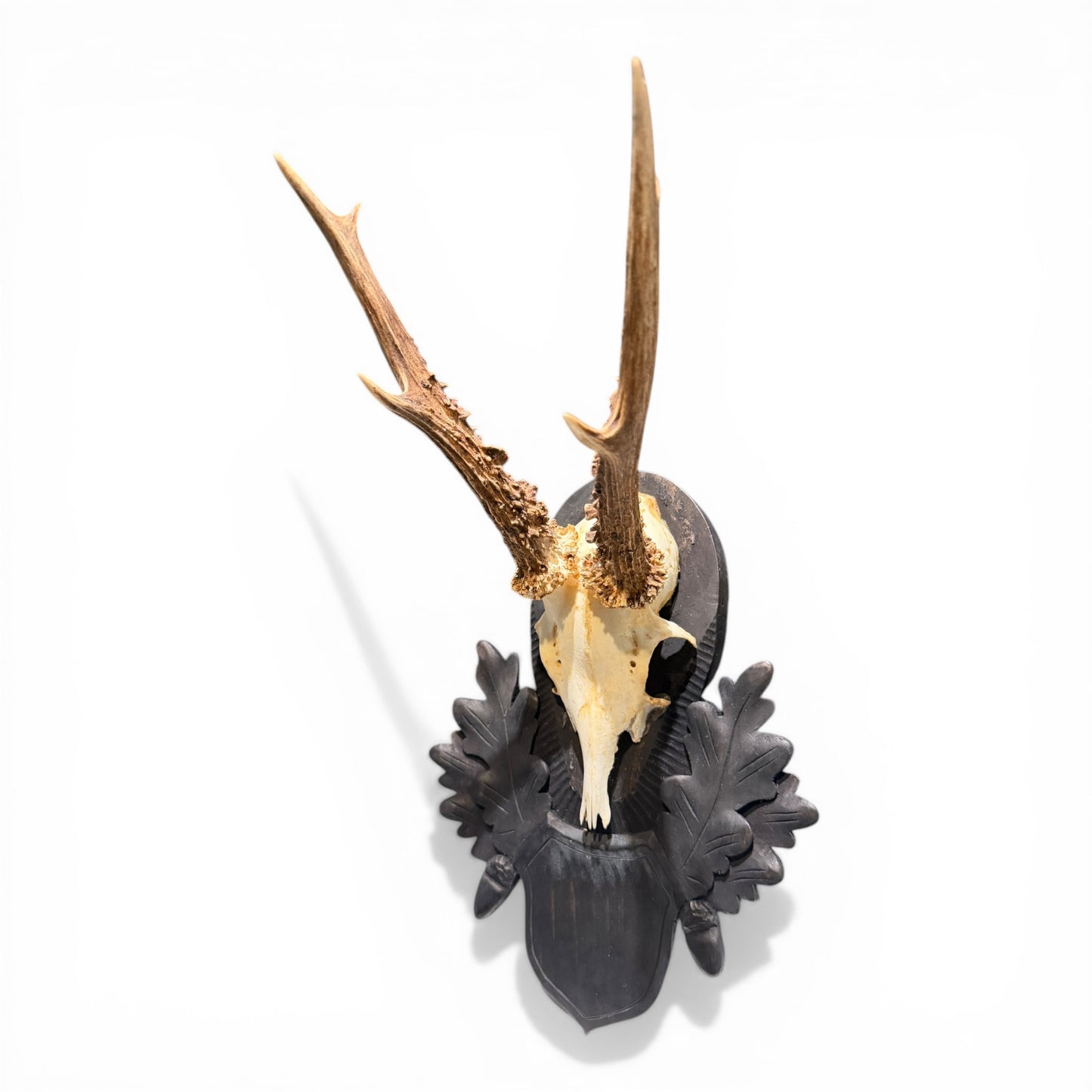 Antique Austrian Black Forest Roe Deer Antler Mount on Carved Oak Plaque