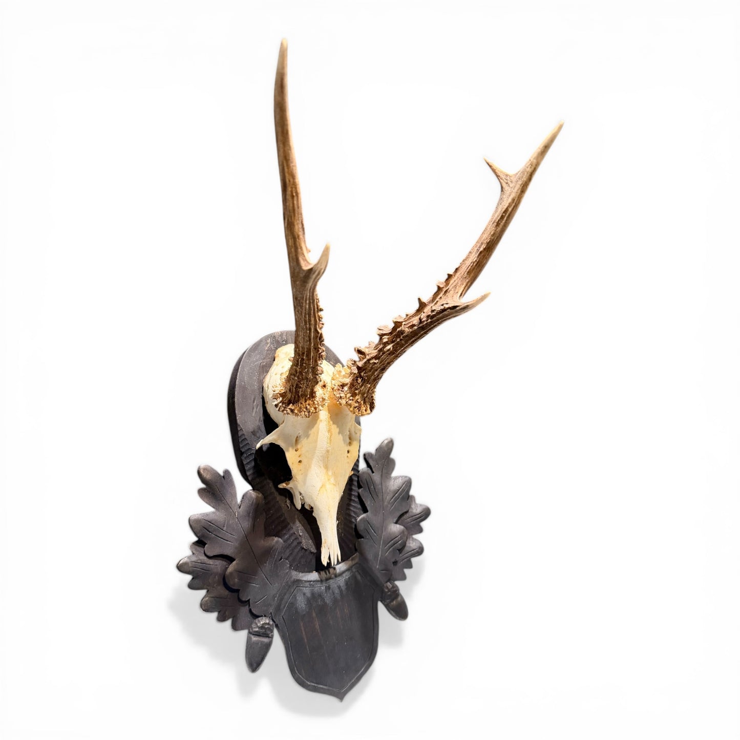 Antique Austrian Black Forest Roe Deer Antler Mount on Carved Oak Plaque