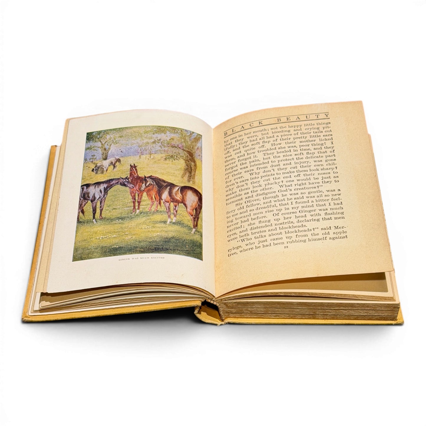 1st Edition c.1900s Hardcover Copy of Black Beauty Book by Anna Sewell