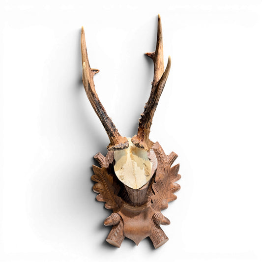 Antique Austrian Black Forest Roe Deer Antlers on Hand Carved Plaque