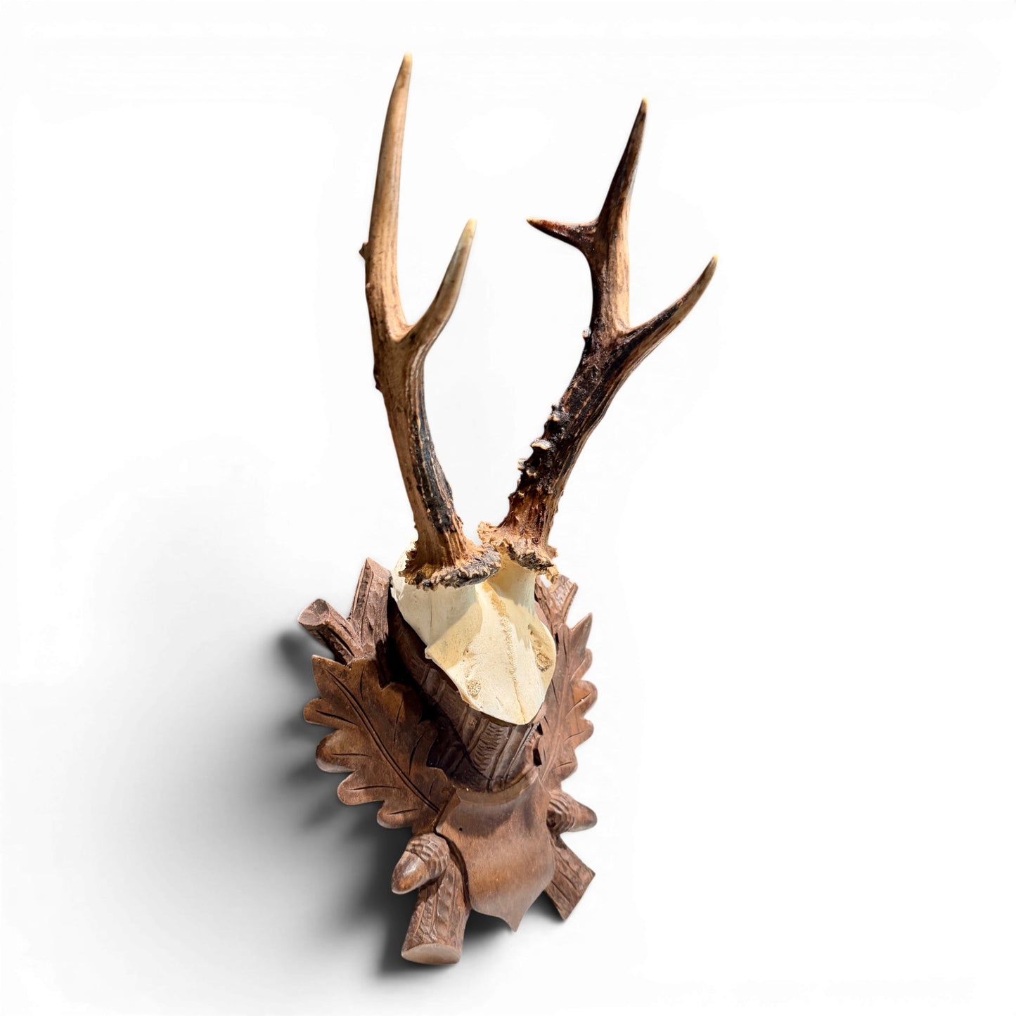 Antique Austrian Black Forest Roe Deer Antlers on Hand Carved Plaque