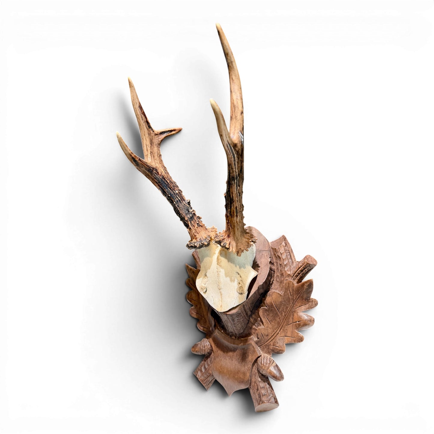 Antique Austrian Black Forest Roe Deer Antlers on Hand Carved Plaque