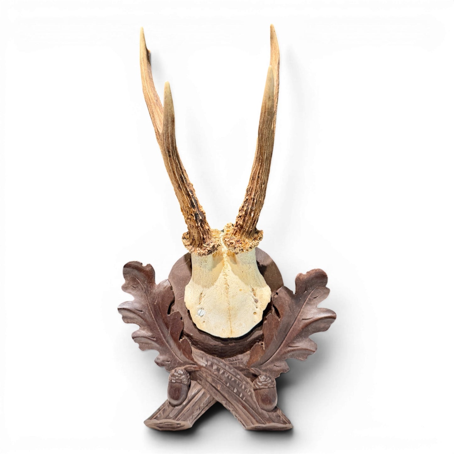 Antique Black Forest Mounted Roe Antlers from Austria