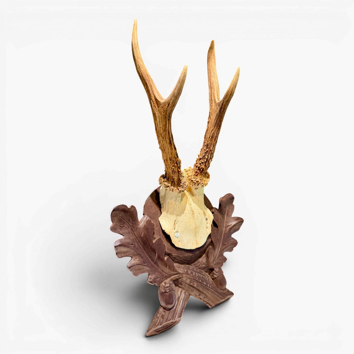 Antique Black Forest Mounted Roe Antlers from Austria