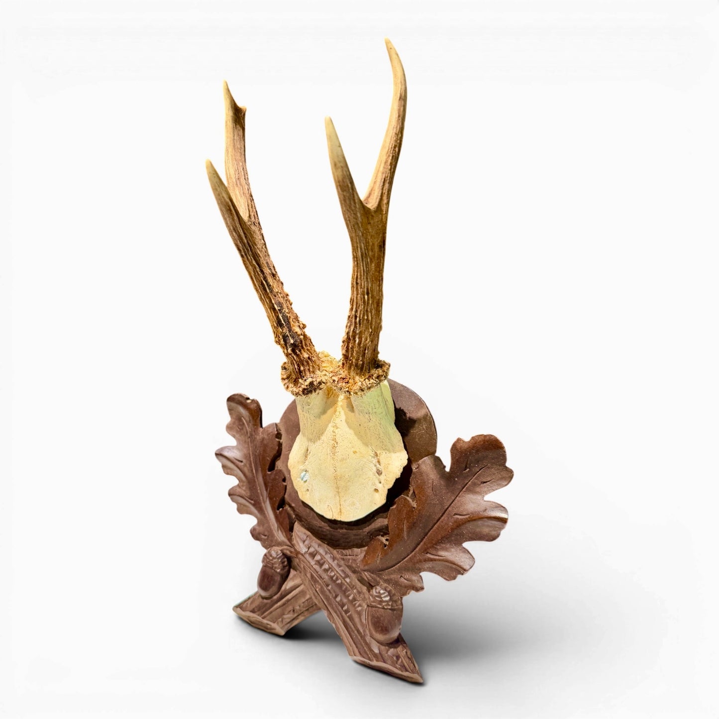 Antique Black Forest Mounted Roe Antlers from Austria