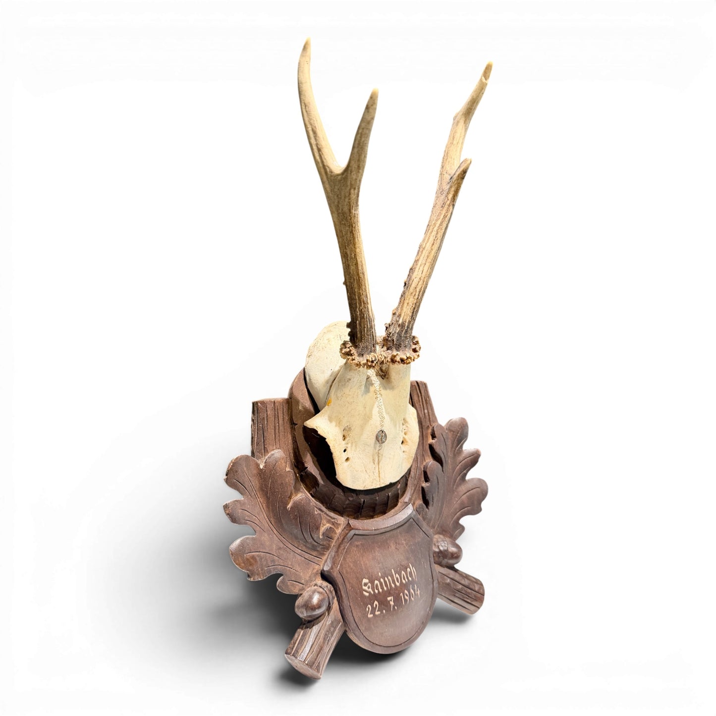 Vintage Black Forest Mounted Roe Antlers from Austria