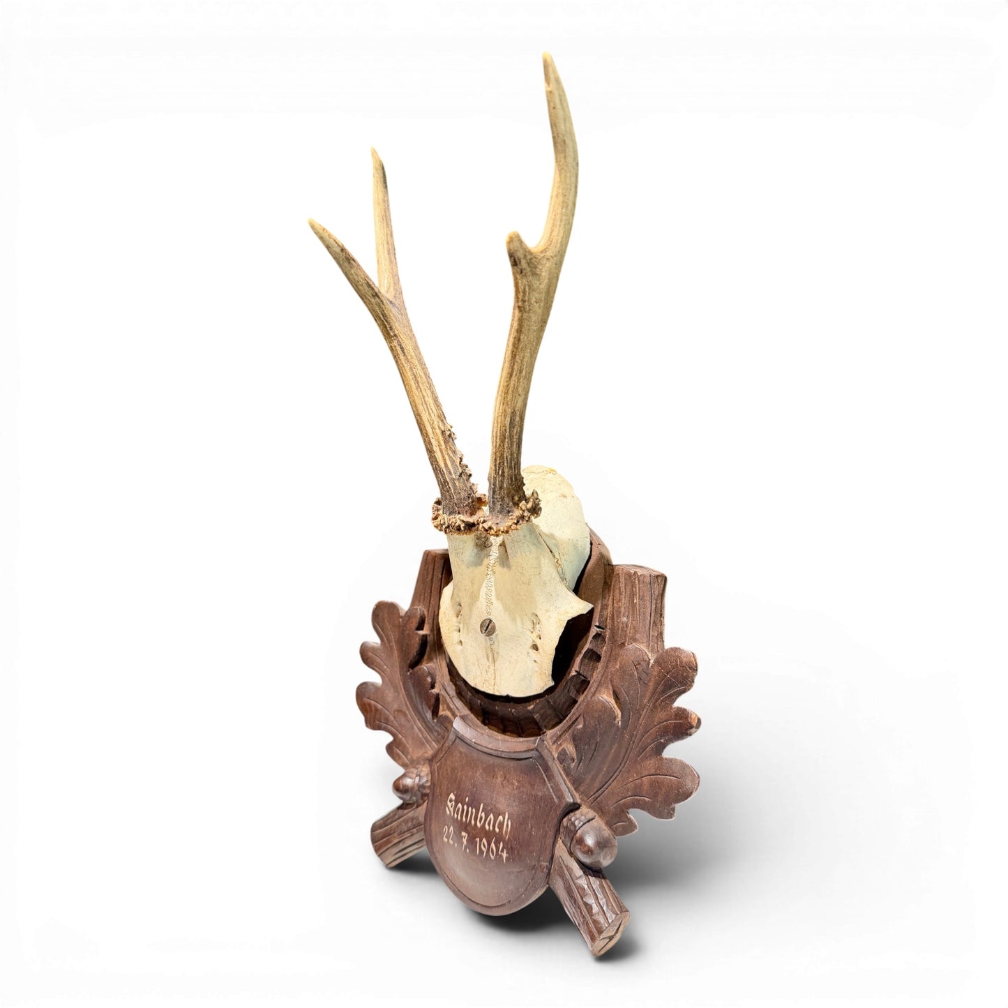 Vintage Black Forest Mounted Roe Antlers from Austria