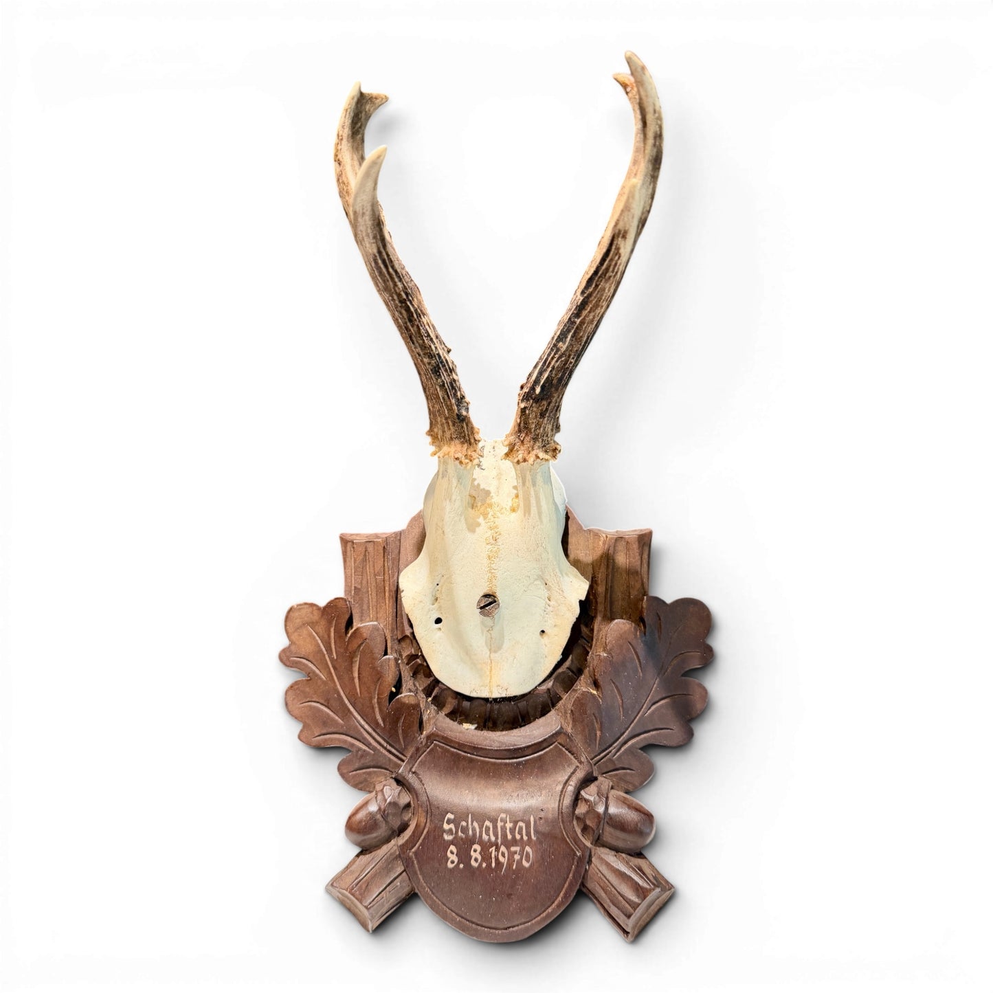 Vintage Mounted Black Forest Roe Antlers from Austria