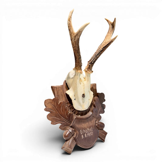 Vintage Mounted Black Forest Roe Antlers from Austria