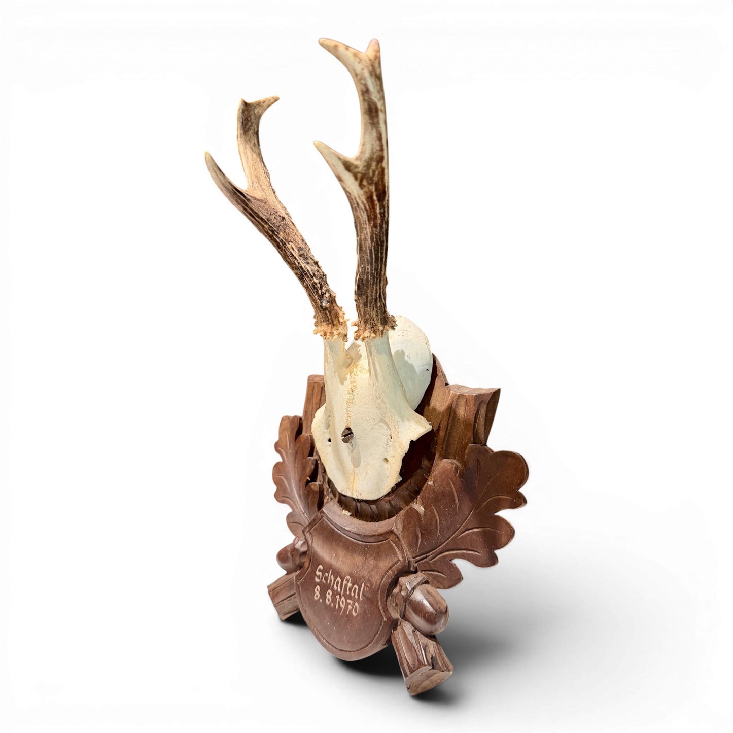Vintage Mounted Black Forest Roe Antlers from Austria