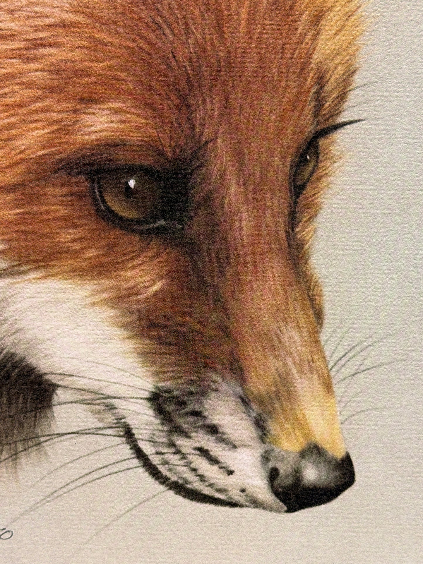Harold Rigsby “Red Fox I” Limited Edition Private Collection Lithograph