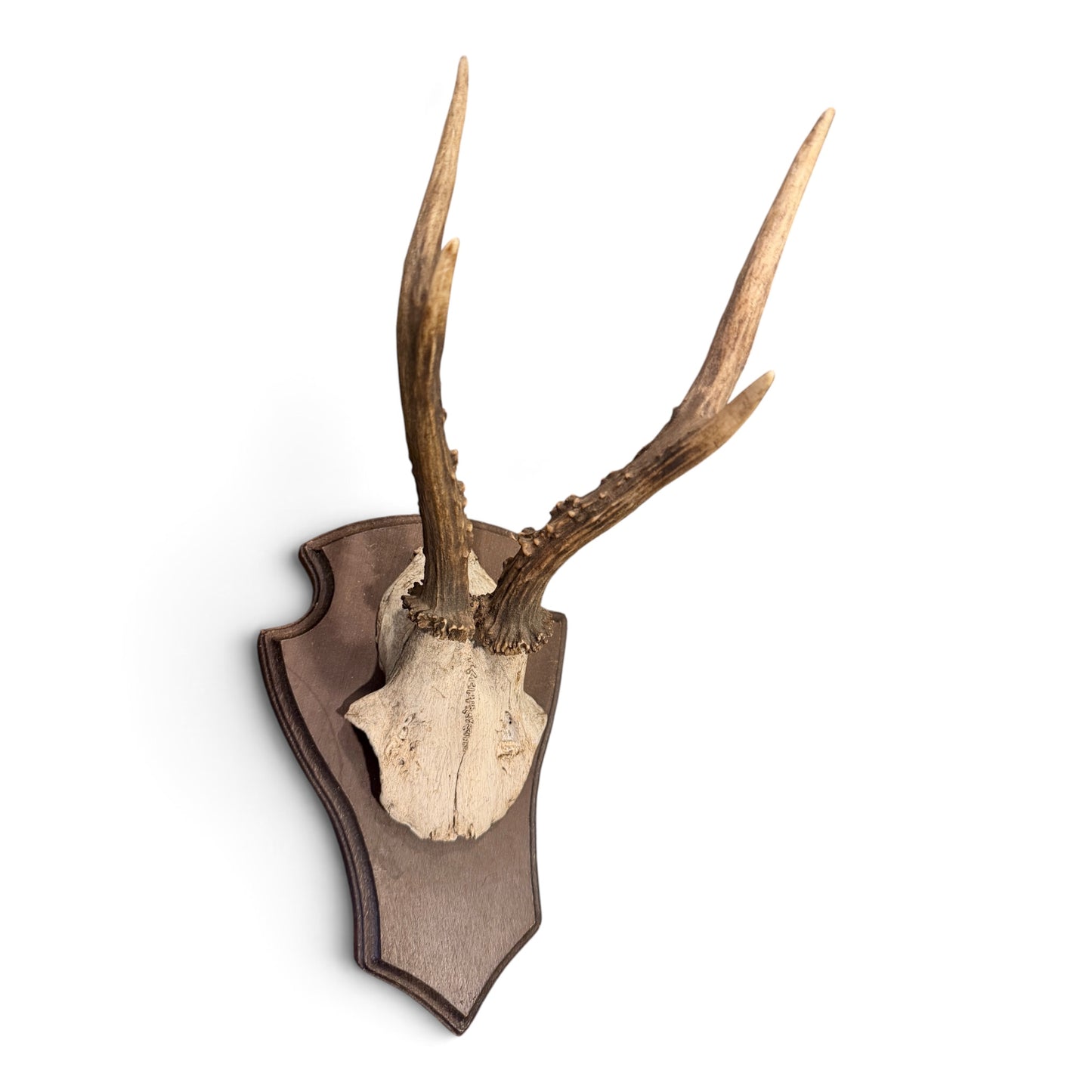 Antique Mounted Roe Antlers from Austria