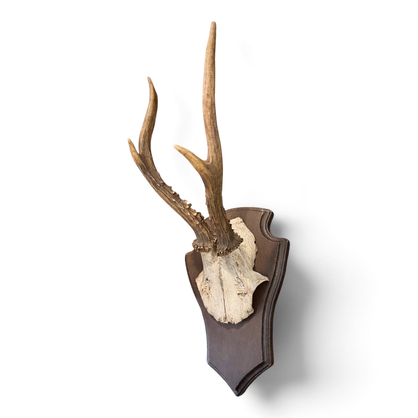 Antique Mounted Roe Antlers from Austria