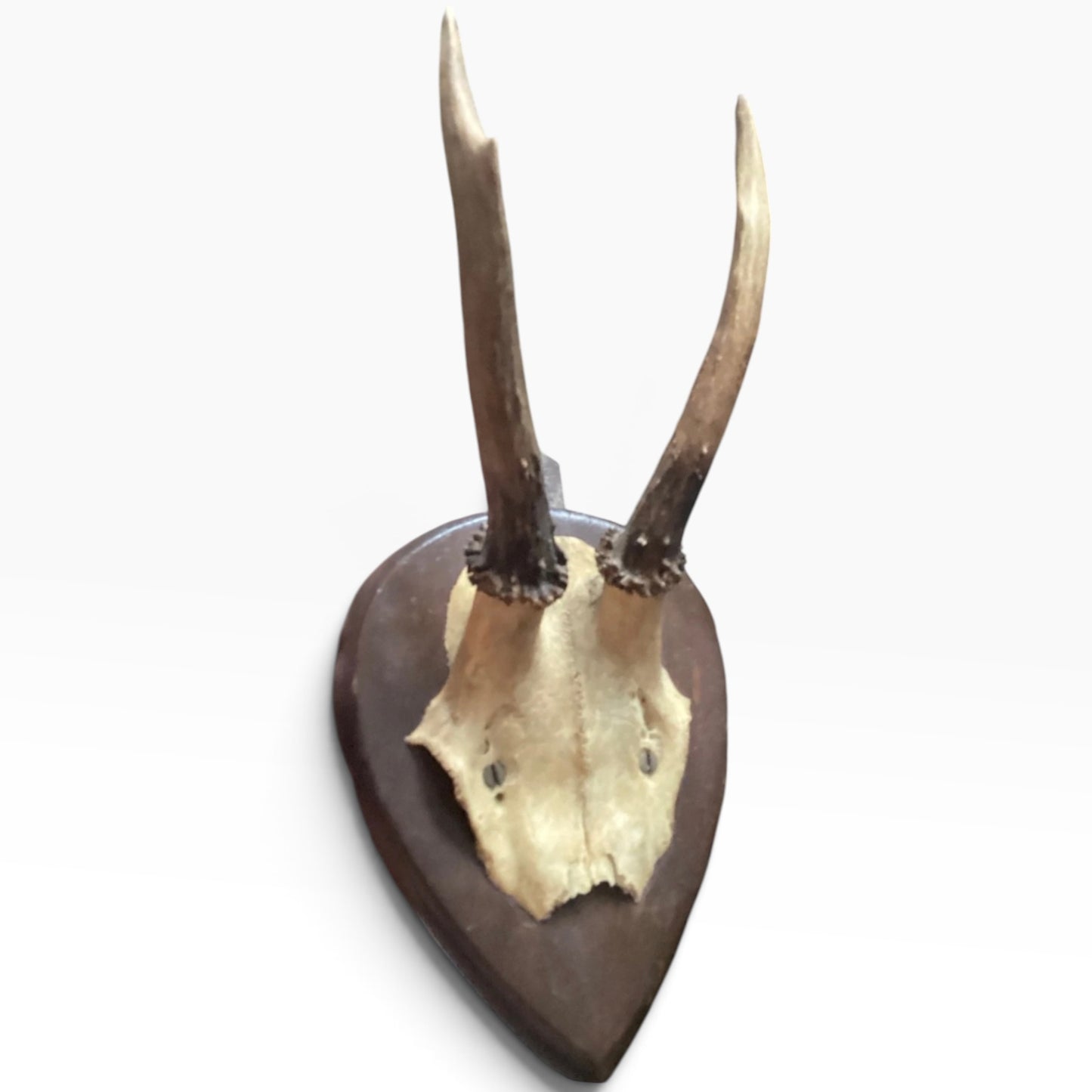 Antique c. 1913 European Roe Deer Antler Trophy Mount on Hand Carved Oak Plaque