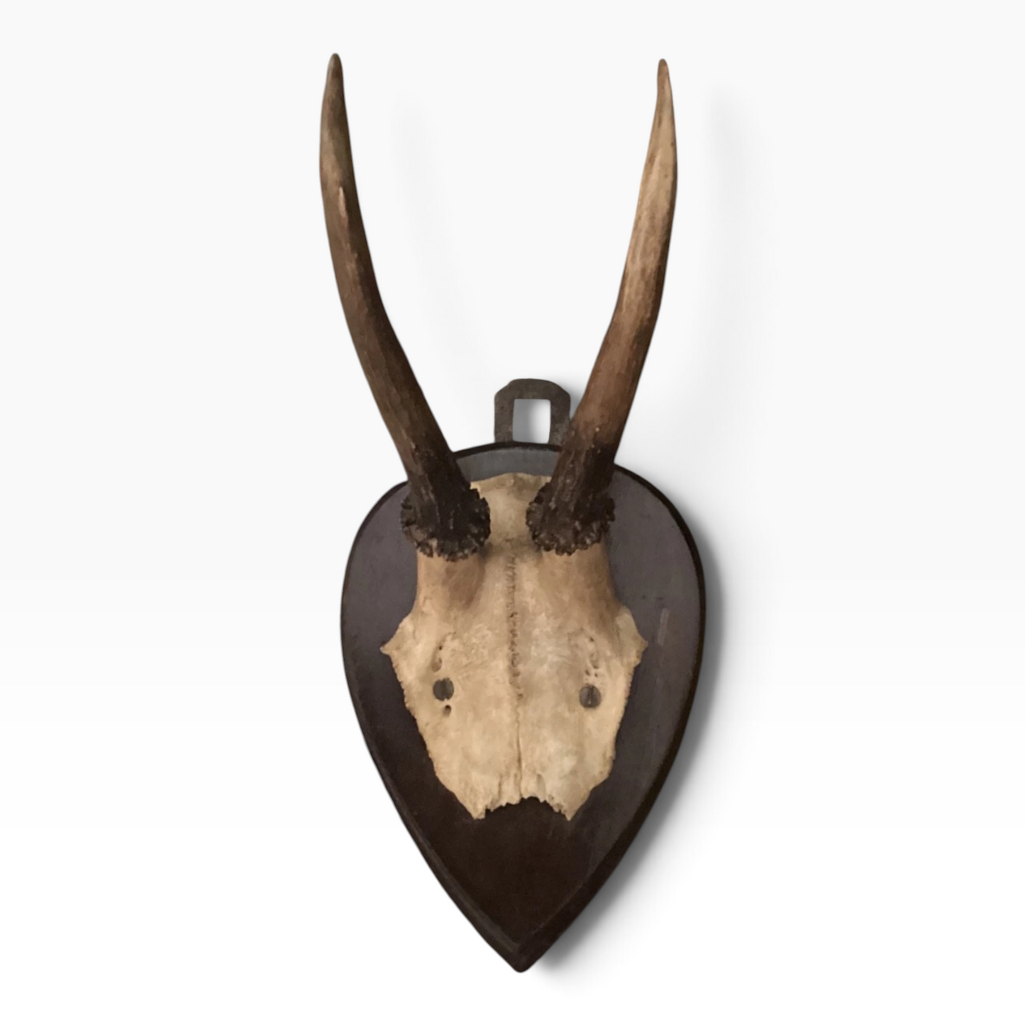 Antique c. 1913 European Roe Deer Antler Trophy Mount on Hand Carved Oak Plaque