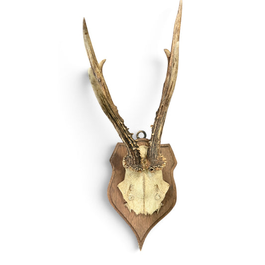 Antique Austrian Roe Deer Antler Trophy Mount on Carved Wood Shield