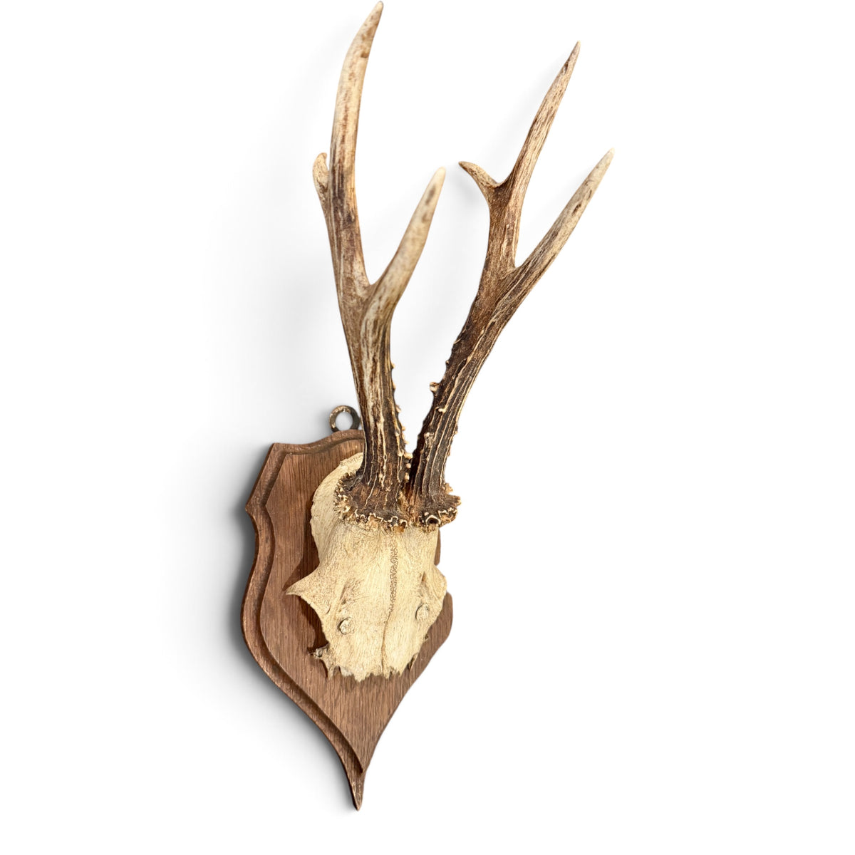 Antique Austrian Roe Deer Antler Trophy Mount on Carved Wood Shield