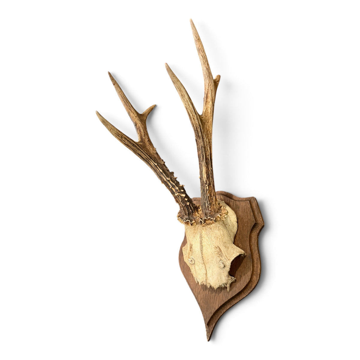 Antique Austrian Roe Deer Antler Trophy Mount on Carved Wood Shield