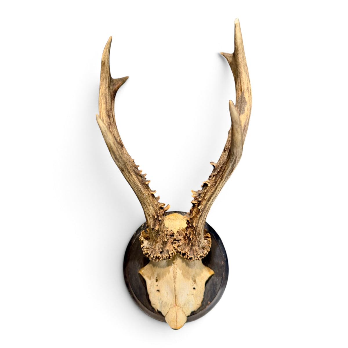 Antique Austrian Roe Deer Antlers on Oak Mount