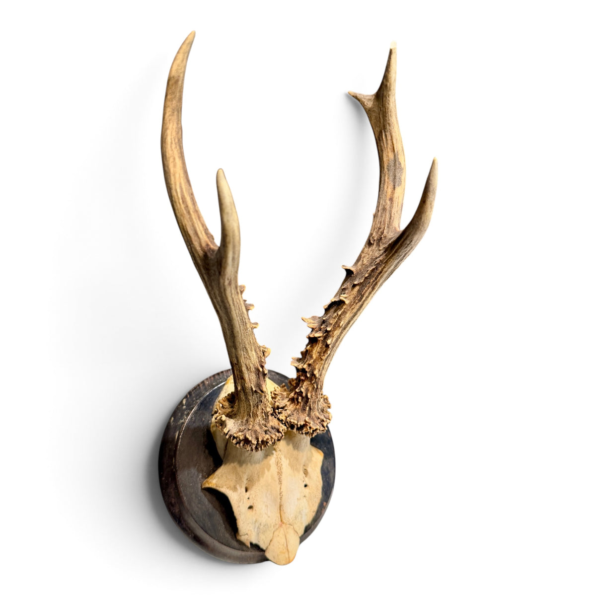 Antique Austrian Roe Deer Antlers on Oak Mount