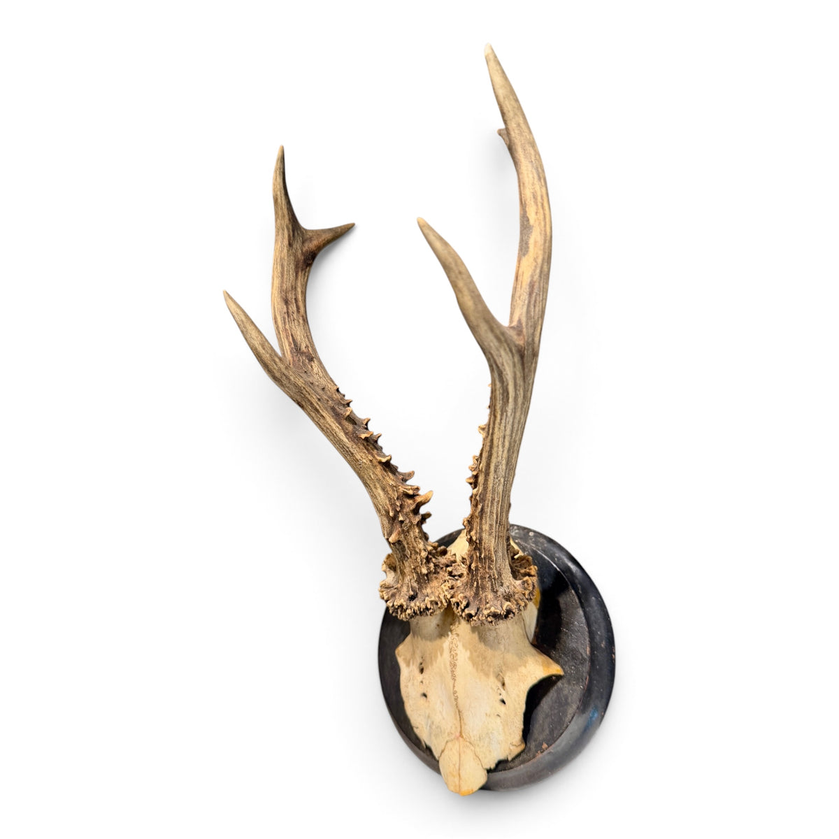 Antique Austrian Roe Deer Antlers on Oak Mount
