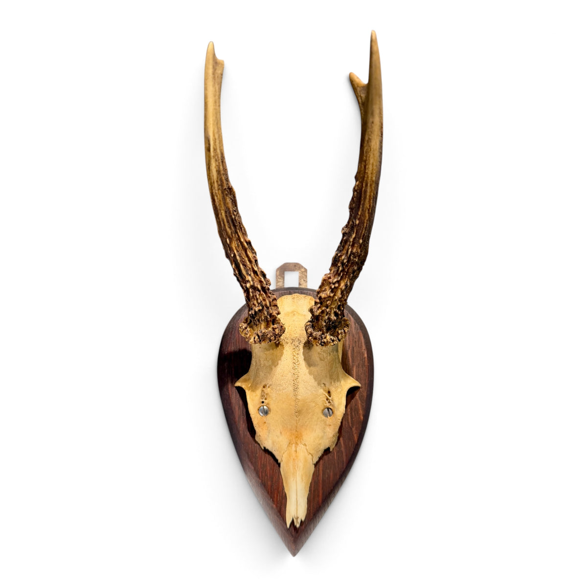 Antique European Roe Deer Antler Trophy Mount on Hand Carved Oak Plaque
